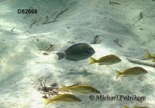 Doctorfish (Acanthurus chirurgus)